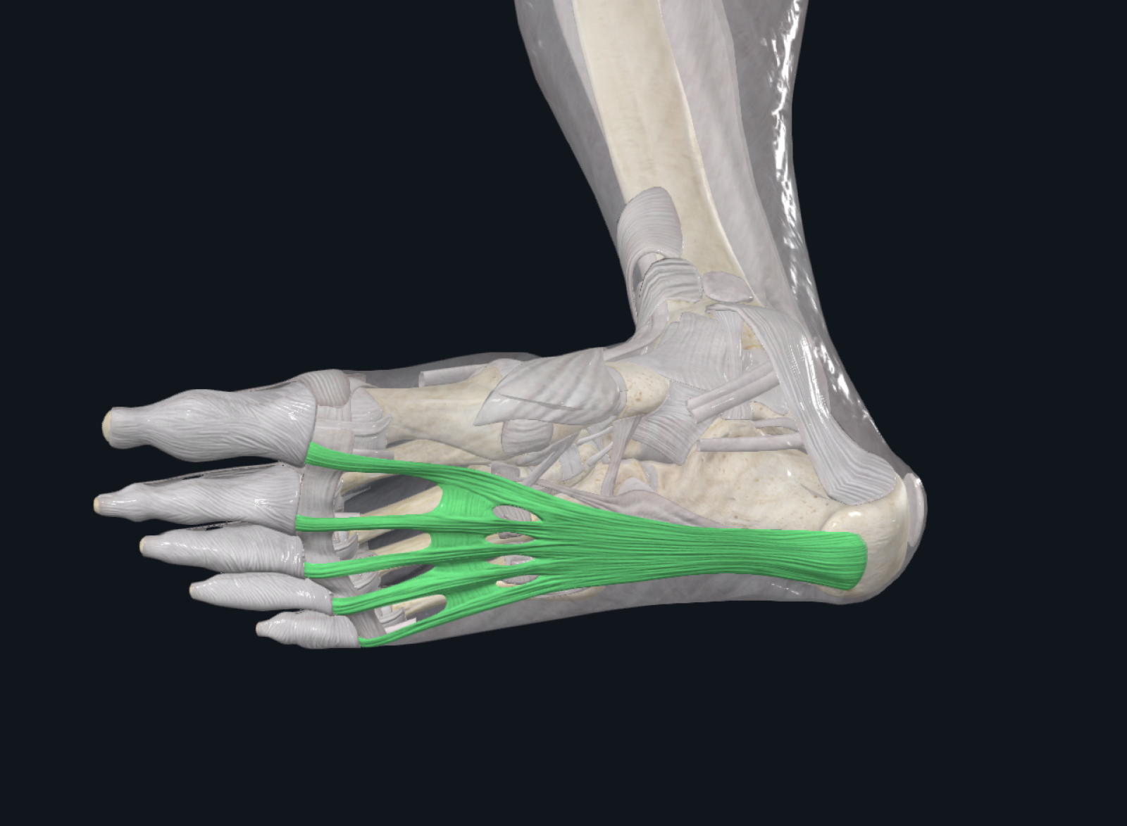 l'aponévrose plantaire