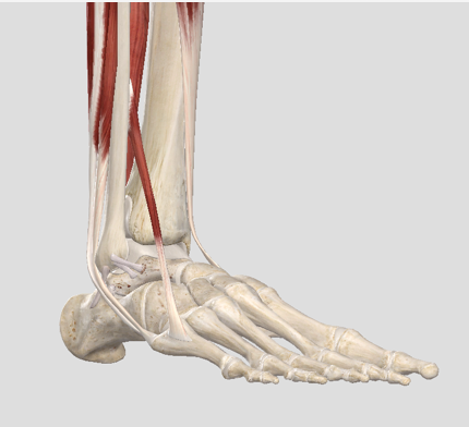 Les tendinopathies du pied, à Rueil-Malmaison