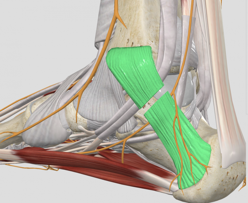 section du rétinaculum